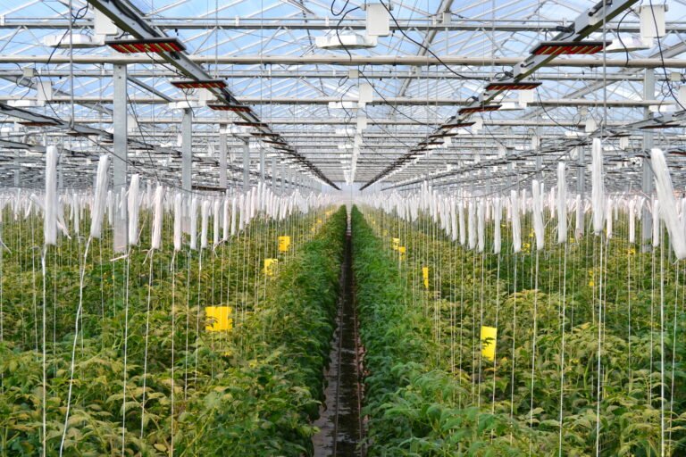 distribuzione della luce in serra